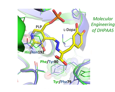 酵素中のアミノ酸改変のイメージ図