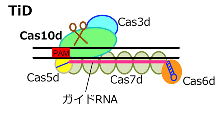 新しいゲノム編集技術“TiD”の模式図