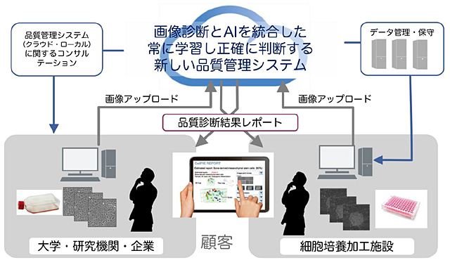 「AIによる高純度間葉系幹細胞の品質検査高度化の調査研究」を表した図