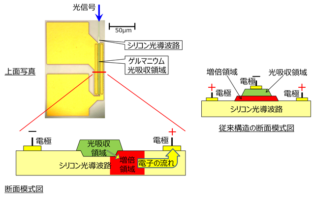 今回開発したフォトダイオードの上面写真、断面模式図（左）、従来構造の断面模式図（右）