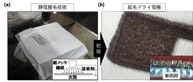 （a）静電植毛技術を用いた銀メッキ繊維植毛プロセス、（b）開発した起毛ドライ電極と断面
