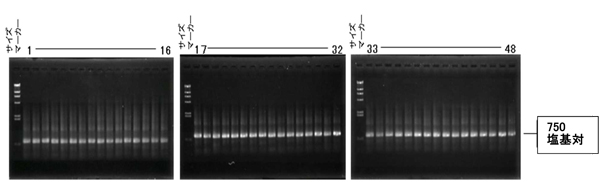 48種類の中間段階二本鎖DNA（約750塩基対）の同時合成例