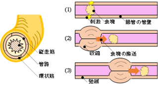 腸のぜん動運動を示した図