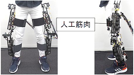 今回開発した長寿命型の軸方向繊維強化型人工筋肉を適用した可変粘弾性下肢アシスト装具Airsistの写真