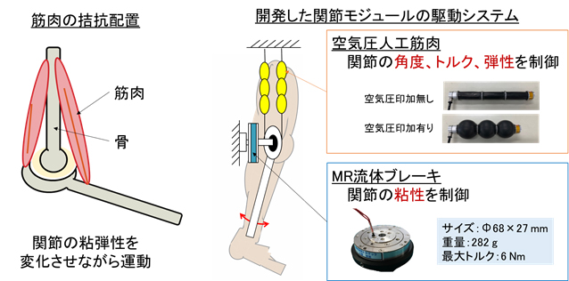 筋肉の拮抗配置構造（左）と関節モジュールの構造（右）を表した図