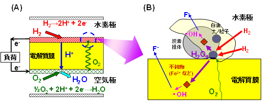 （A）燃料電池作動時の各電極での反応。（B）水素極部分の拡大図：過酸化水素発生とOHラジカルによる電解質膜の分解劣化。