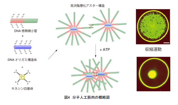 分子人工筋肉の概略を表した図