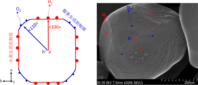 空間的電荷分離機能による高効率水分解光触媒の反応モデルと構造