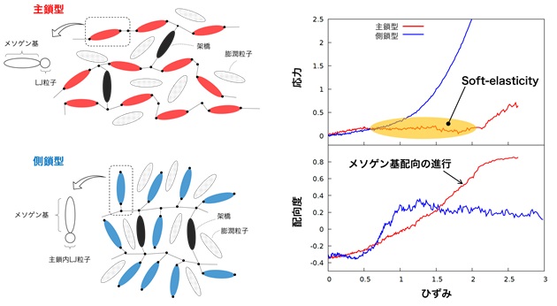 主鎖型（左上）・側鎖型（左下）液晶エラストマー（LCE）の分子構造、および一軸伸長シミュレーションから得られた応力－ひずみ曲線（右上）と配向度－ひずみ曲線※5（右下）