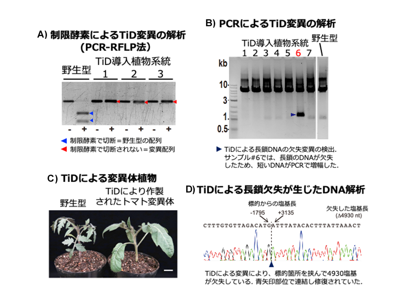 TiDを用いたゲノム編集によるトマト変異体の作出の図