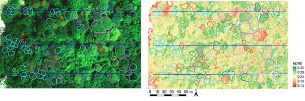 UAVで撮影後に合成した画像（左）と画像を元に算出した植生指数の画像（右）