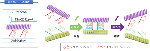 図2　分子ロボットの構成と集合・離散の仕組みの画像