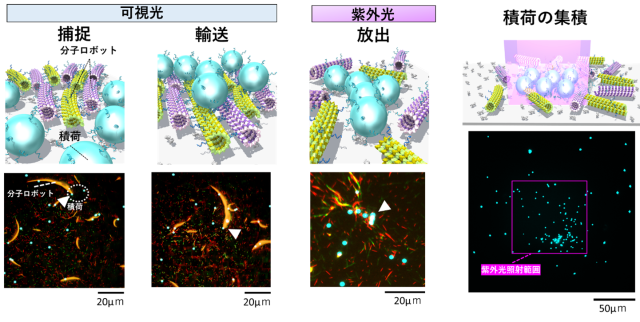 図1　分子ロボットの群れによる物質輸送の概念イメージ（上）</br> 実際に物質を輸送している分子ロボットと積荷の蛍光顕微鏡写真（下）の画像