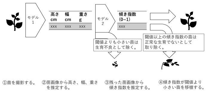 開発したAI技術のプロセス概念図：〔1〕苗を撮影する。〔2〕苗画像から高さ、幅、重さを推定する。〔3〕残った苗画像から傾き指数を推定する。〔4〕傾き指数が閾値より小さい苗を移植する。