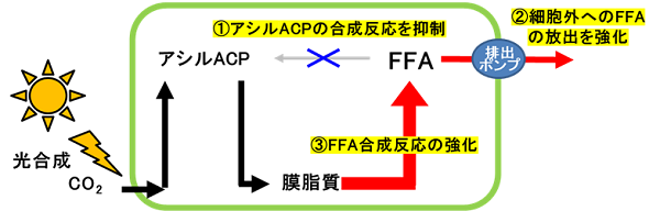 非組み換え藻類における細胞外へのFFA生産機構イメージ画像