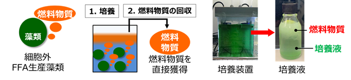 開発した細胞外FFA生産藻類の燃料生産イメージ（左）と培養の様子（右）のイメージ画像
