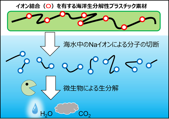 イオン結合を有する海洋生分解性プラスチック素材の生分解機構のイメージ図