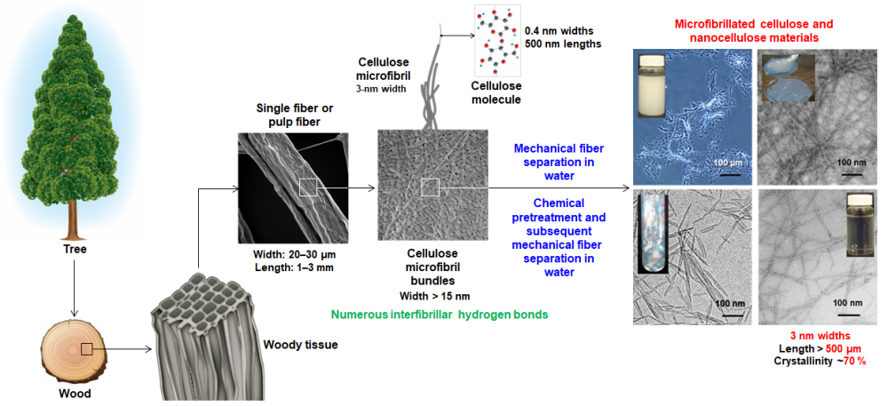  Conceptual diagram of the hierarchical structure of tree cellulose