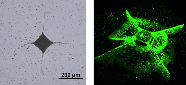 アルミナに導入されたビッカース圧痕と亀裂の金属顕微鏡による反射像とレーザーを用いた蛍光顕微鏡観察より得られた亀裂形態の3次元像の画像