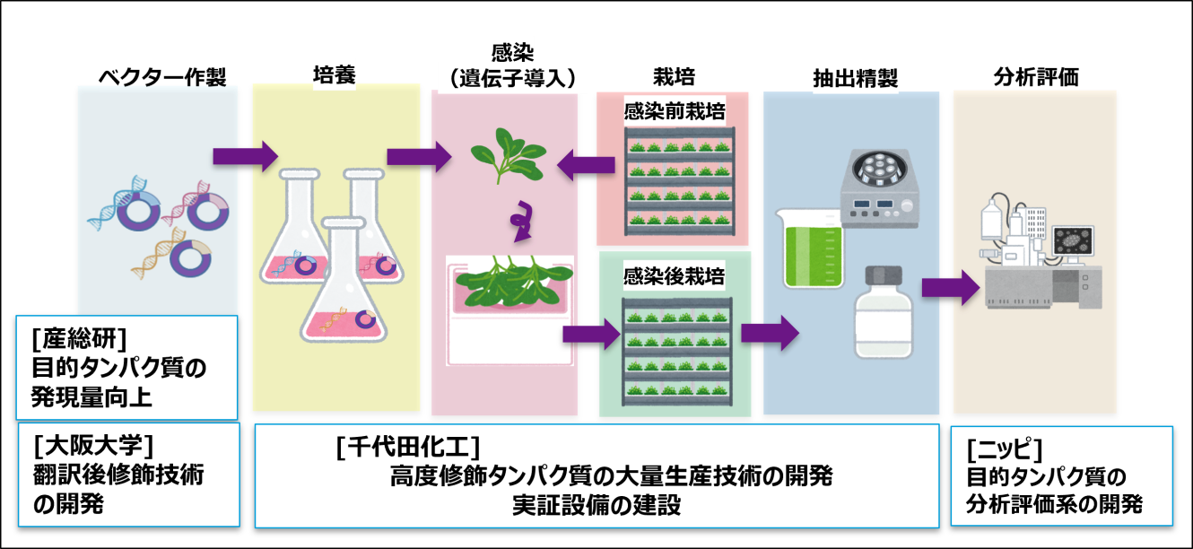 植物による有用タンパク質の大量生産技術を開発しました～バイオものづくり分野の実証基盤「植物バイオファウンドリ」のサービスを開始しました～