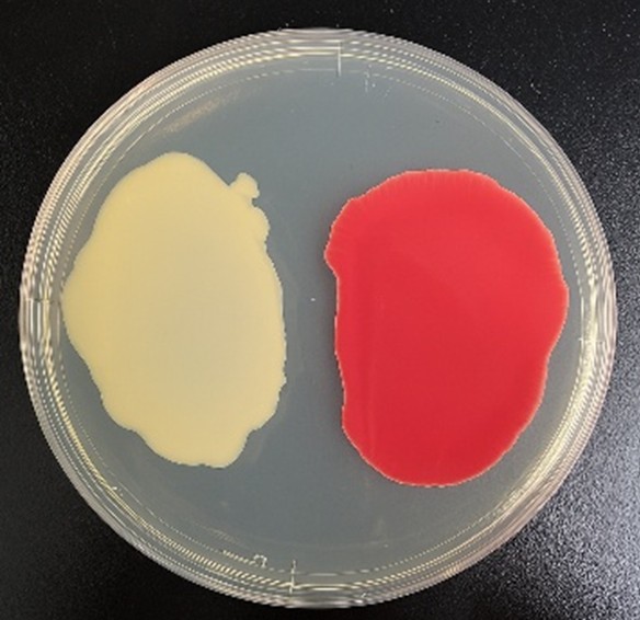 Fig. 2. Development of smart cells showing color change of cells before (left) and after (right) enhancement